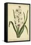 Hyacinthus, Pl. CXLVIII-Phillip Miller-Framed Stretched Canvas