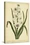 Hyacinthus, Pl. CXLVIII-Phillip Miller-Stretched Canvas