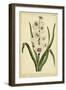 Hyacinthus, Pl. CXLVIII-Phillip Miller-Framed Art Print