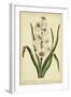 Hyacinthus, Pl. CXLVIII-Phillip Miller-Framed Art Print