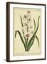 Hyacinthus, Pl. CXLVIII-Phillip Miller-Framed Art Print