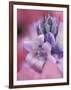 Hyacynth Close-up, Pennsylvania, USA-Nancy Rotenberg-Framed Photographic Print