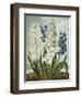 Hyacynths-Robert John Thornton-Framed Premium Giclee Print