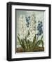 Hyacynths-Robert John Thornton-Framed Premium Giclee Print