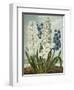 Hyacynths-Robert John Thornton-Framed Premium Giclee Print