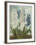 Hyacynths-Robert John Thornton-Framed Giclee Print