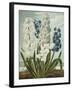 Hyacynths-Robert John Thornton-Framed Giclee Print