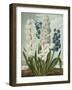 Hyacynths-Robert John Thornton-Framed Giclee Print