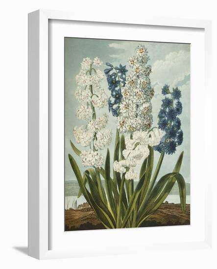 Hyacynths-Robert John Thornton-Framed Giclee Print