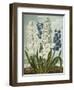 Hyacynths-Robert John Thornton-Framed Giclee Print