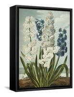 Hyacynths-Robert John Thornton-Framed Stretched Canvas