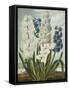 Hyacynths-Robert John Thornton-Framed Stretched Canvas