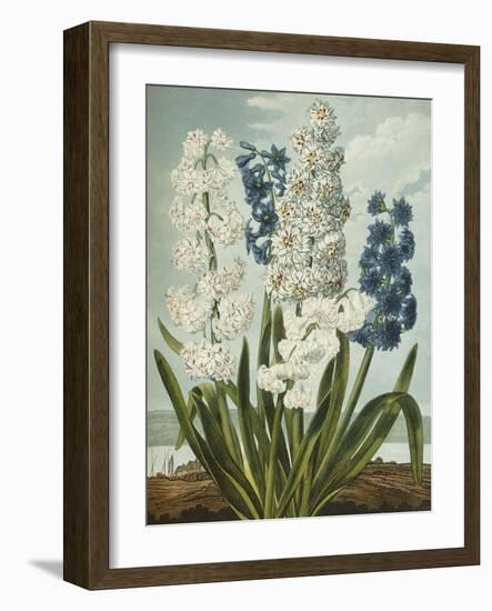 Hyacynths-Robert John Thornton-Framed Giclee Print