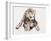 Hyaena Pup, 2019,-Mark Adlington-Framed Giclee Print