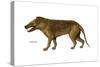 Hyaenodon, Extinct Species, Mammals-Encyclopaedia Britannica-Stretched Canvas