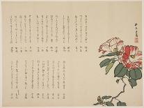 Flowering Camellia, C.1818-1829-Hyakuj?-Framed Stretched Canvas