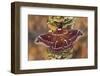 Hyalophora Moth on Mushroom-Covered Tree-Darrell Gulin-Framed Photographic Print