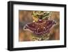 Hyalophora Moth on Mushroom-Covered Tree-Darrell Gulin-Framed Photographic Print