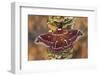 Hyalophora Moth on Mushroom-Covered Tree-Darrell Gulin-Framed Photographic Print