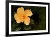 Hybiscus on Black-Karyn Millet-Framed Photographic Print