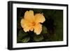 Hybiscus on Black-Karyn Millet-Framed Photographic Print