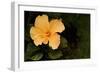 Hybiscus on Black-Karyn Millet-Framed Photographic Print