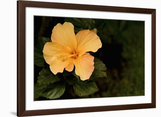 Hybiscus on Black-Karyn Millet-Framed Photographic Print