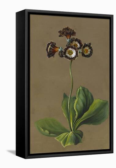 Hybrid Auricula, 1830-Louise D'Orleans-Framed Stretched Canvas