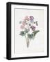 Hybrid Auricula-Louise D'Orleans-Framed Giclee Print