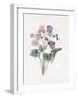 Hybrid Auricula-Louise D'Orleans-Framed Giclee Print