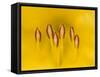Hybrid Daylily Stamen, Louisville, Kentucky, USA-Adam Jones-Framed Stretched Canvas