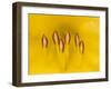 Hybrid Daylily Stamen, Louisville, Kentucky, USA-Adam Jones-Framed Photographic Print