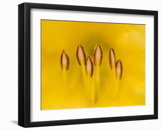 Hybrid Daylily Stamen, Louisville, Kentucky, USA-Adam Jones-Framed Photographic Print