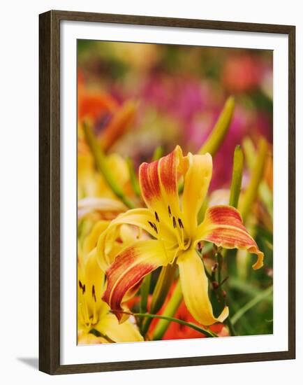 Hybrid Daylily-Adam Jones-Framed Premium Photographic Print