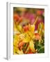 Hybrid Daylily-Adam Jones-Framed Premium Photographic Print