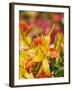 Hybrid Daylily-Adam Jones-Framed Premium Photographic Print