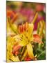 Hybrid Daylily-Adam Jones-Mounted Premium Photographic Print