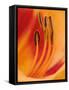 Hybrid Daylily-Adam Jones-Framed Stretched Canvas