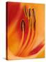 Hybrid Daylily-Adam Jones-Stretched Canvas