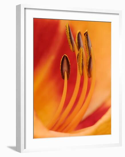 Hybrid Daylily-Adam Jones-Framed Premium Photographic Print