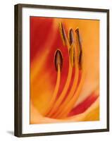 Hybrid Daylily-Adam Jones-Framed Premium Photographic Print