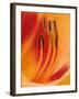 Hybrid Daylily-Adam Jones-Framed Premium Photographic Print