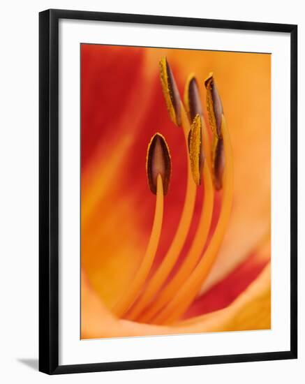 Hybrid Daylily-Adam Jones-Framed Premium Photographic Print