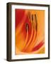 Hybrid Daylily-Adam Jones-Framed Photographic Print