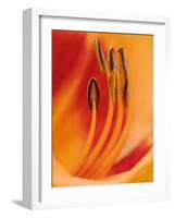 Hybrid Daylily-Adam Jones-Framed Photographic Print