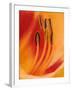 Hybrid Daylily-Adam Jones-Framed Photographic Print