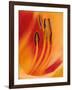 Hybrid Daylily-Adam Jones-Framed Photographic Print