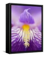 Hybrid Iris, Great Smoky Mountains, North Carolina, USA-Adam Jones-Framed Stretched Canvas