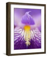 Hybrid Iris, Great Smoky Mountains, North Carolina, USA-Adam Jones-Framed Photographic Print