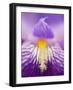 Hybrid Iris, Great Smoky Mountains, North Carolina, USA-Adam Jones-Framed Photographic Print